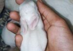 খরগোশ
