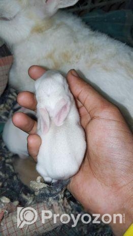 খরগোশ