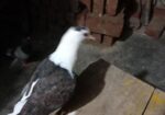 একটা সবজি রেসার ও শিরাজী