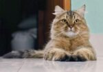 Traditional Persian Male Adult Cat
