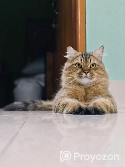 Traditional Persian Male Adult Cat