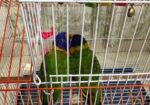 Rainbow Lori Pair