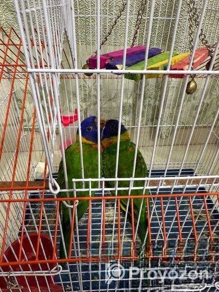 Rainbow Lori Pair