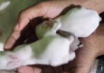 খরগোশ
