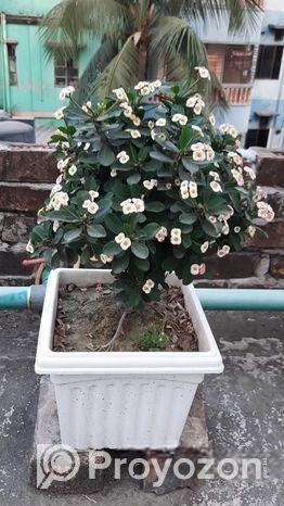 Plant