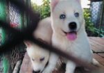 Siberian Husky Baby