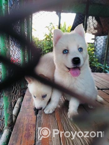 Siberian Husky Baby