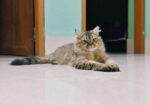 Traditional Persian Male Adult Cat