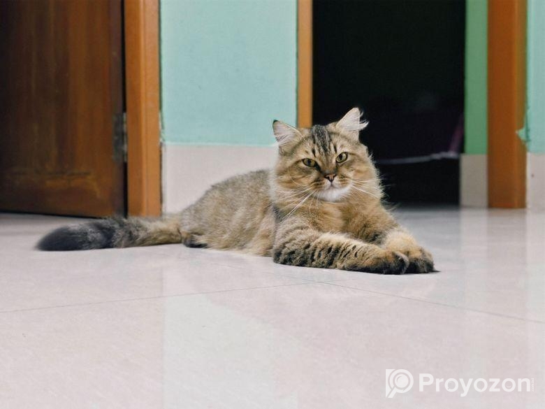 Traditional Persian Male Adult Cat