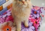 Persian cat