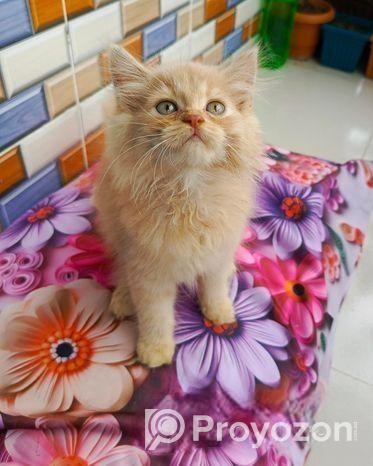 Persian cat