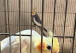 Family Package Cocktail Bird