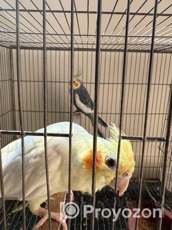 Family Package Cocktail Bird