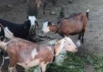 মাটি ছাগল