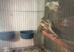 Goldien Finch