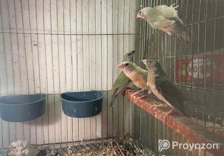 Goldien Finch
