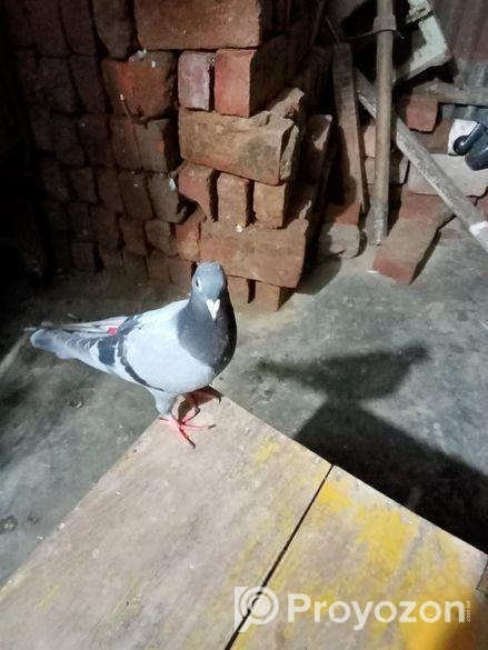 একটা সবজি রেসার ও শিরাজী