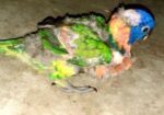 Loricate Rainbow