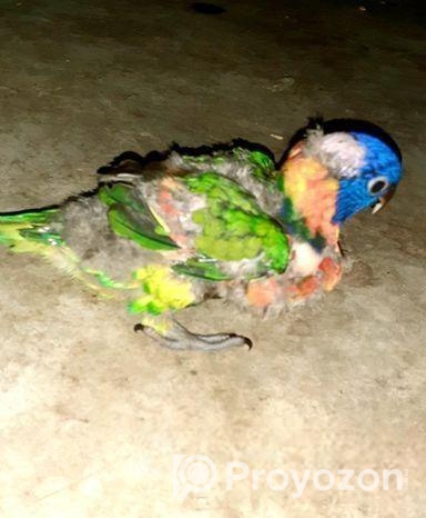 Loricate Rainbow