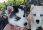Siberian Husky Baby