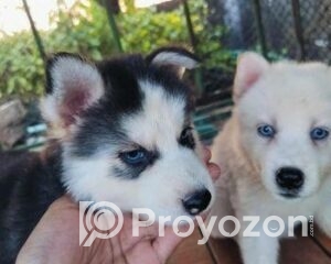 fitted-19_2025-11-04_09-42-05