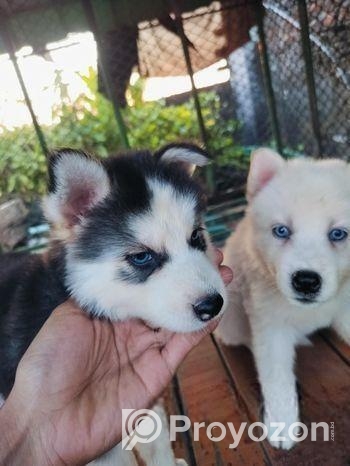 Siberian Husky Baby