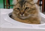 Traditional Persian Male Adult Cat