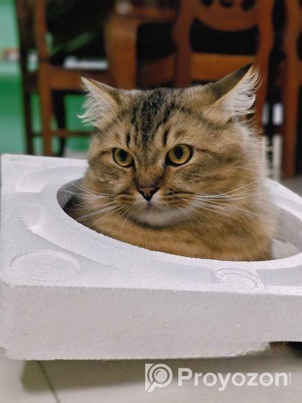 Traditional Persian Male Adult Cat