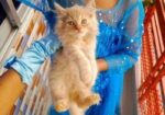 Persian cat