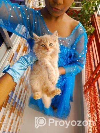 Persian cat