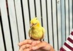 Lutino Heavy Pearl Cockatiel Red Eye