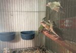 Goldien Finch