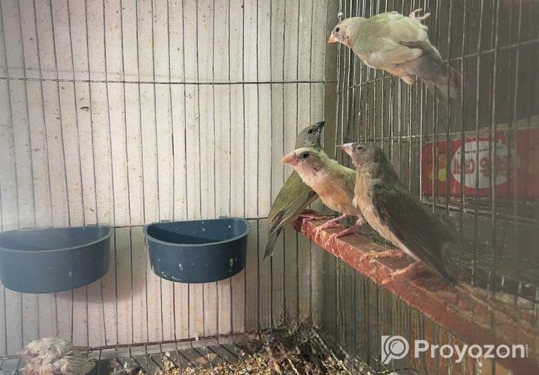 Goldien Finch
