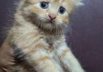 Persian Cat