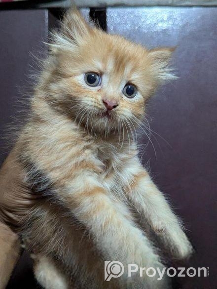 Persian Cat