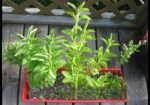 Stevia Chara