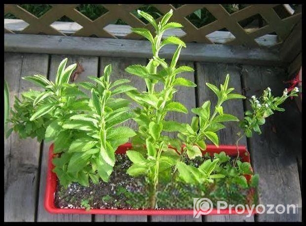 Stevia Chara