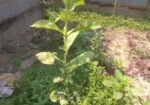 Stevia Chara