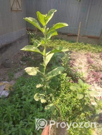 Stevia Chara