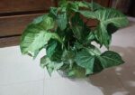 গাছ সেল করতে চাই