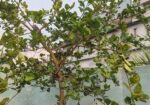 ছাদ বাগানের গাছ বিক্রি