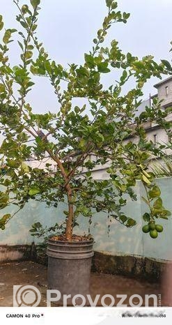 ছাদ বাগানের গাছ বিক্রি