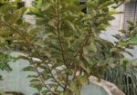 ছাদ বাগানের গাছ বিক্রি