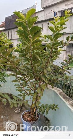 ছাদ বাগানের গাছ বিক্রি