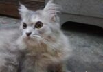 Traditional Persian Cat
