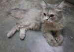 Traditional Persian Cat