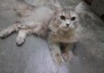 Traditional Persian Cat