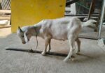 ১টি পাটা বাচ্চা