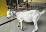 ১টি পাটা বাচ্চা