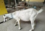 ১টি পাটা বাচ্চা